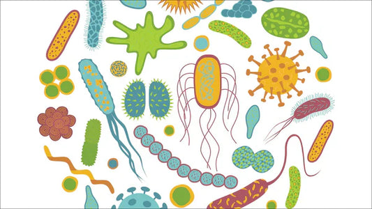 Mikrobiom und Nervensystem - wie kann Glück zu einer erfolglosen Diät führen?